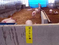 甘こうじ豚